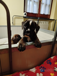 Boxer cucciole pedigree