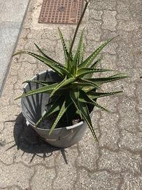 Aloe (Pianta Grassa)