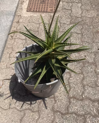Aloe (Pianta Grassa)