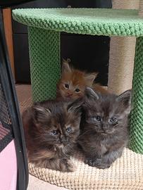Maine coon