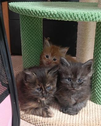 Maine coon
