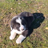 Cane da pastore dell'Asia centrale