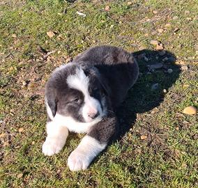 Cane da pastore dell'Asia centrale