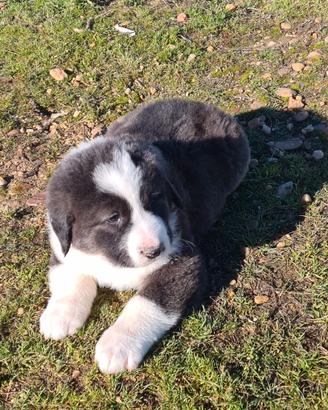 Cane da pastore dell'Asia centrale