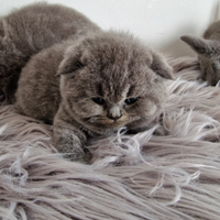 Scottish Fold