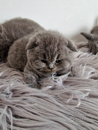 Scottish Fold