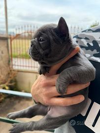 Bulldog francese