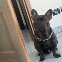 Bulldog francese XL per monta