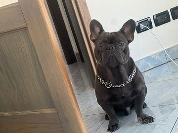Bulldog francese XL per monta