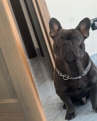 Bulldog francese XL per monta