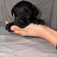 Schnauzer nano