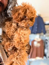 Barboncino maschio red 7 mesi figlio di Teacup