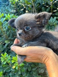 Chihuahua femmina PL
