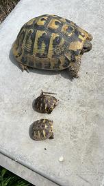 Testudo hermanni boettgeri baby