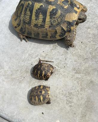 Testudo hermanni boettgeri baby