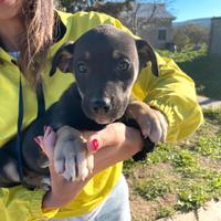Mix border collie husky
