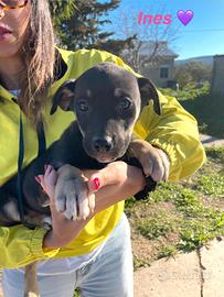 Mix border collie husky