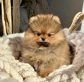 Cuccioli volpini spitz pomerania toy