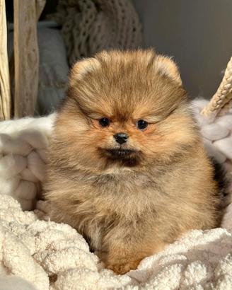 Cuccioli volpini spitz pomerania toy