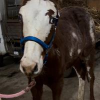 Puledro Paint colorato