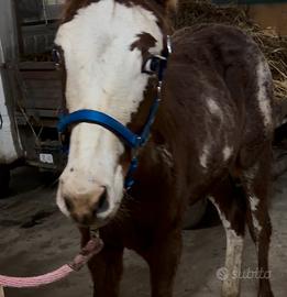 Puledro Paint colorato