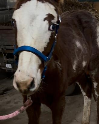 Puledro Paint colorato