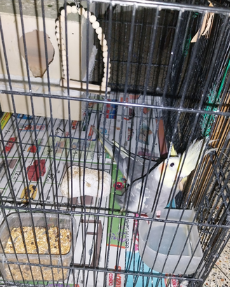 Birds