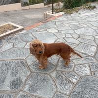 Simba vuole un cucciolo suo