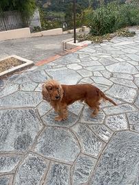 Simba vuole un cucciolo suo