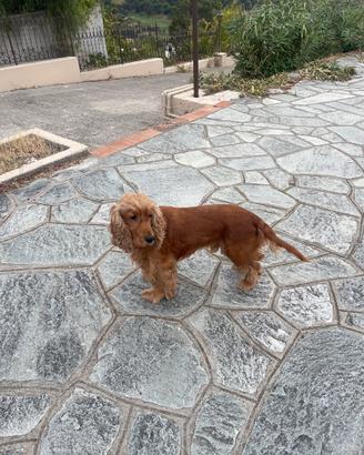 Simba vuole un cucciolo suo