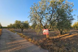 Terreno Agricolo San Severo [Cod. rif 3254650VCG]