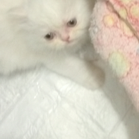 Persiani iper tipici