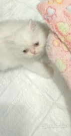 Persiani iper tipici