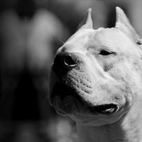 Cuccioli Dogo Argentino