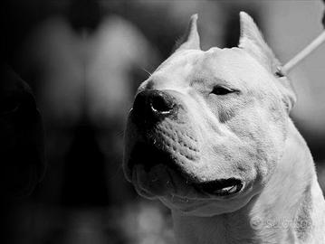 Cuccioli Dogo Argentino