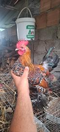 Gallo Nana calzata Millefiori