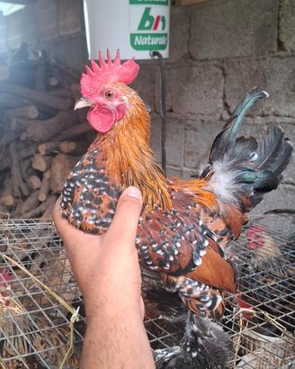 Gallo Nana calzata Millefiori