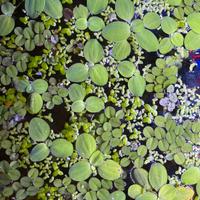 Piante galleggianti per acquario