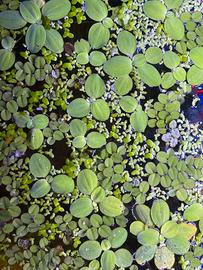 Piante galleggianti per acquario
