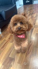 Barboncino toy con pedegree enci