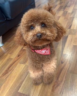 Barboncino toy con pedegree enci