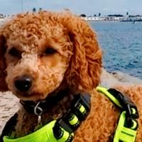 Vorrei una fidanzatina per Barboncino NANO