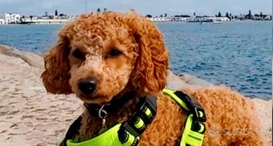 Vorrei una fidanzatina per Barboncino NANO