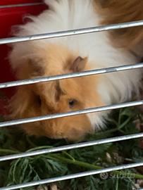 Porcellini India pelo lungo