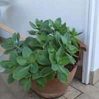  pianta in vaso 