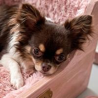 Chihuahua adulta con pedigree