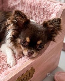 Chihuahua adulta con pedigree