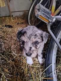 Cuccioli meticci