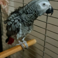 Pappagallo cenerino african gre
