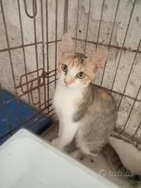 Gattina in adozione